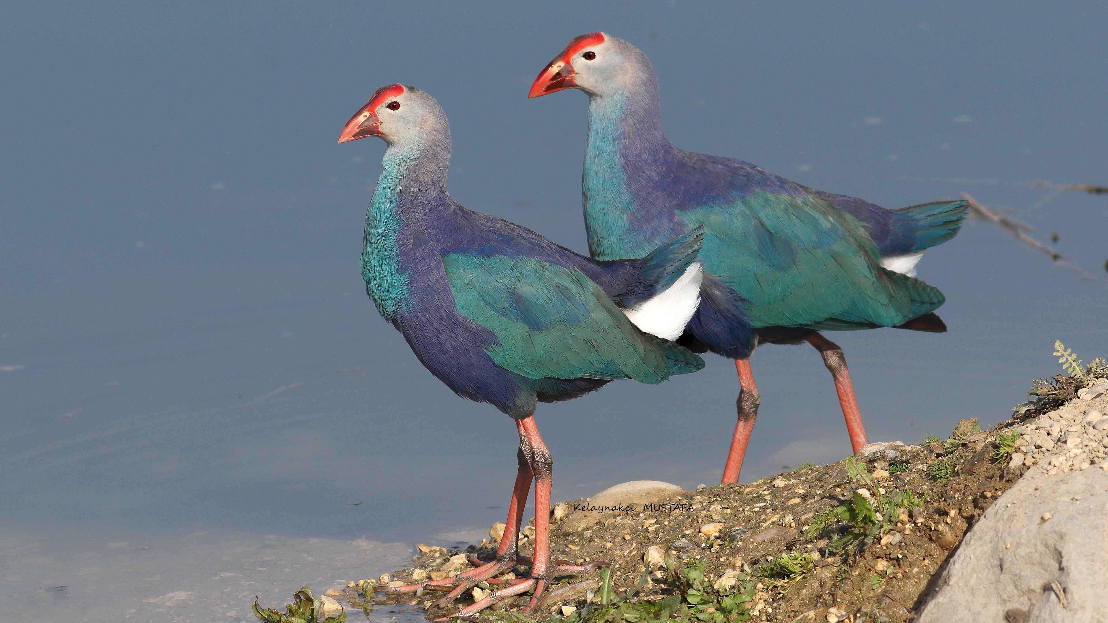 Western Swamphen